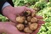 Maris Peer Marks Spencer Manor Fresh new potatoes