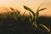 The role of plant leaves has been studied
