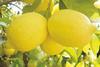 RSA lemons