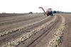 Onion and carrot event to set new record