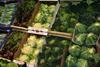 Industry urged to rally round brassicas