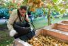NZ New Zealand green kiwifruit picking