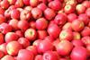 Jazz apples
