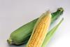 Sopexa-two-sweetcorn-deep