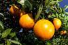 Florida citrus