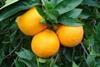 Italien_Citrus_A._Schweinsberg_05.jpg