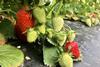 Reife und noch unreife Erdbeeren