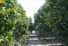 Florida groves are at risk this winter