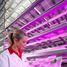 LED4 Crops will look at the effects of LEDs on a range of crops