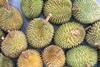 GEN durian fruit