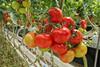 tomaten rot und gelb
