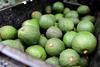 Westfalia avocados