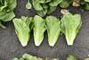 Renegade romaine lettuce Syngenta 2026
