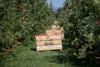 NZ Enza apples Turners and Growers BayWa