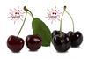 World Fresh Exports Sansia and Safirah cherries Canada