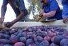 South Africa Angeleno plums