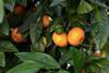 South Africa mandarins Adobe Stock