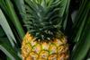 CF pineapple