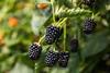 Brombeeren