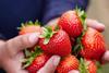 British strawberry volumes are up 50 per cent on the same period last year