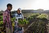 Africa smallholder farmers Bayer