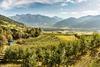 apfel_plantage_vinschgau_2021_vip