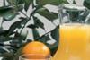 Orange juice prices to rise