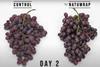 Nabaco Table Grapes Day 2