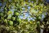 Avocados - jaime_AdobeStock