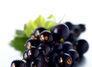 Blackcurrants top new research