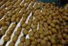 A bumper crop is putting Zespri returns to growers under pressure