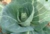 Winter warmers on track