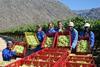 Südafrika: Starker Rand schwierig für Traubenproduzenten