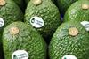 Avocados From Colombia