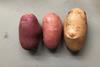 KeyGene skin transplant potatoes 2025