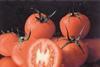 Tomatoes proven to prevent sun damage