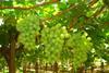 Indian grapes