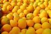 Citrus GEN RSA