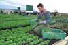 Schweiz: Gemüse Erzeuger Seeland positioniert sich als AG neu im Markt