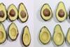 Untreated vs treated AgroSustain avocados after six days at room temperature