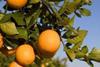 Spain citrus