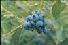 Dutch blueberry sector to reveal health research
