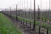 Cabaret orchards