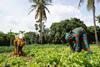 Small farmers