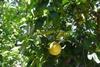 Lonely fruit: Lowest Florida grapefruit crop for 70 years