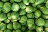 sprouts
