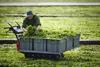 Watercress harvest