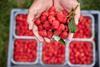 Maravilla raspberries
