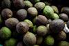 Colombia Hass avos
