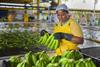 Fairtrade Foundation A